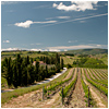 Vineyards